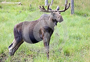 Portrait of a Moose bull (Alces alces)
