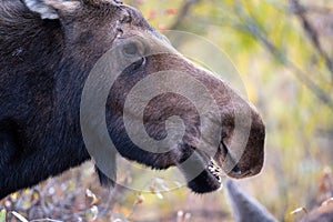 Portrait of a moose cow