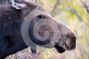 Portrait of a moose cow