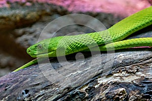 Portrait of a mortal snake photo