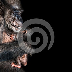 Portrait of mother Chimpanzee with her funny small baby at black