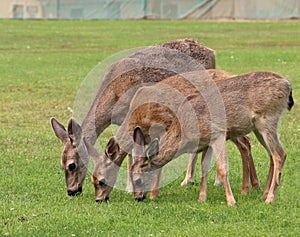 Portrait of a mother deer with two sweet fauns in an open field.