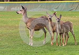 Portrait of a mother deer with two sweet fauns in an open field.