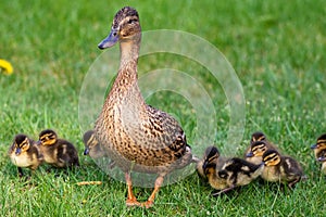 A portrait of a mother or father duck walking around with her small baby ducklings or chicks. The offspring is walking behind the