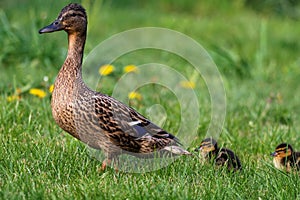 A portrait of a mother or father duck walking around with her small baby ducklings or chicks. The offspring is walking behind the