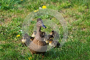 A portrait of a mother or father duck walking around with her small baby ducklings or chicks. The offspring is walking behind the