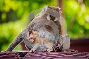 Portrait of mother monkey caring for infant in Thailand. Macaca leonina. Northern Pig-tailed Macaque