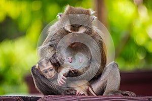Portrait of mother monkey and infant in Thailand. Macaca leonina. Northern Pig-tailed Macaque