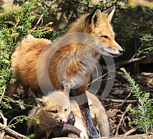 Portrait of mother red fox and her baby in the forest
