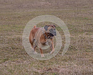 Portrait in motion. A rare breed of dog - the South African Boerboel.