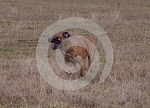 Portrait in motion. A rare breed of dog - the South African Boerboel.