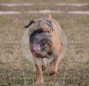 Portrait in motion. A rare breed of dog - the South African Boerboel.