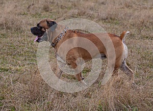Portrait in motion. A rare breed of dog - the South African Boerboel.