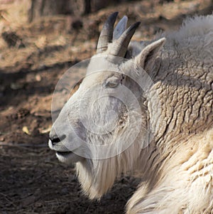 A Portrait of a Mountain Goat, Oreamnos americanus
