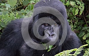 Portrait of Mountain Gorilla eating leaf in forest clearing Rwanda