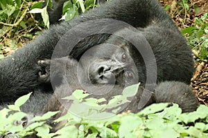 Portrait of Mountain Gorilla lying in the leaves