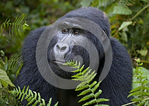 Portrait of a mountain gorilla. Uganda. Bwindi Impenetrable Forest National Park. photo