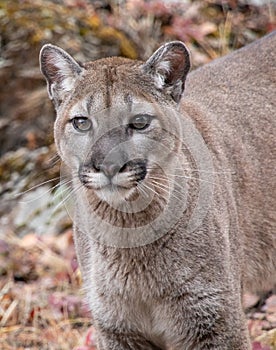 Portrait of a Mountain Lion