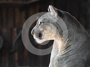 Portrait of a mountain lion in Siberian zoo. Beautiful cat with green eyes.