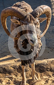 Portrait of a mountain RAM with large beautiful horns