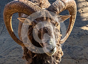 Portrait of a mountain RAM with large beautiful horns close up