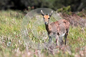 Portrait of a Mountain Reedbuck ram