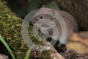Portrait of a mouse
