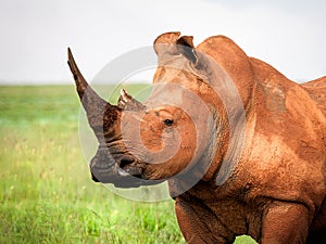 Portrait of a muddy White Rhinoceros