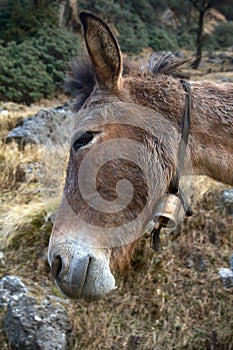 Portrait of mule with bronze bell