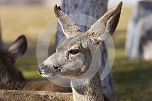 Portrait of mule deer