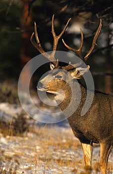 Portrait of a Mule Deer Buck
