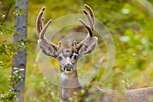 Portrait of mule deer buck with velvet antler