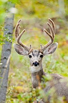 Portrait of mule deer buck with velvet antler photo