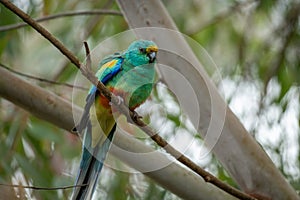 Portrait of a Mulga Parrot