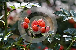A portrait of multiple rosehip berries on a branch of a wild rose bush. The rose hip is also called rose hep or haw and can be photo