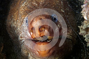 Portrait of a murena (Moray) eel in its home photo