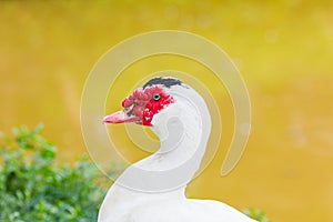 Portrait of a Muscovy duck (Cairina moschata)