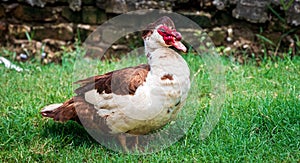 Portrait of Muscovy duck Cairina moschata. Domestic duck. Male Muscovy Duck Drake