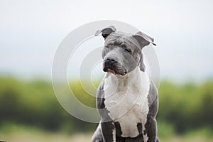 Portrait of muscular blue dog. American Staffordshire Terrier on a blurry background