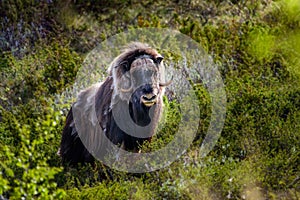 portrait of a musk ox Ovibos moschatus