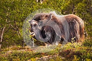 Portrait of a musk ox Ovibos moschatus