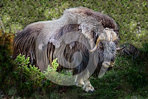 Portrait of a musk ox Ovibos moschatus