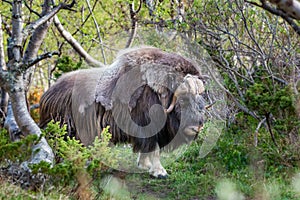 portrait of a musk ox Ovibos moschatus