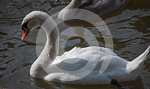 Portrait of a mute swan