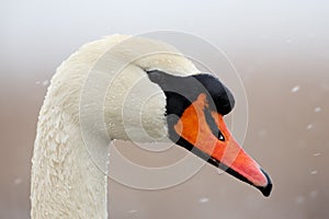 Portrait of mute swan