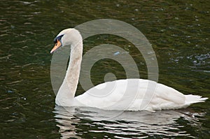 Portrait of a mute swan photo