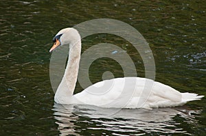 Portrait of a mute swan