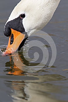 A portrait of a mute swan Cygnus olor that is drinking water.