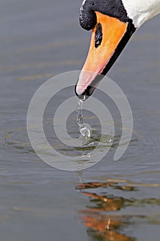 A portrait of a mute swan Cygnus olor that is drinking water.