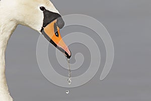 A portrait of a mute swan Cygnus olor that is drinking water.